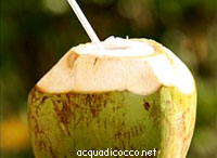 Noce di cocco verde con cannuccia