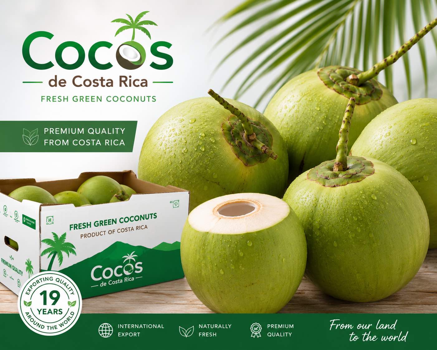 Cocos de Costa Rica cocco verde fresco