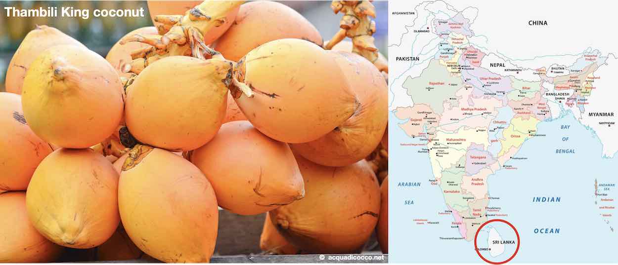 Thambili King Coconut Sri Lanka
